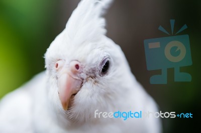 Portrait Of Cockatiel Close-up Stock Photo