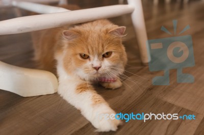 Portrait Of Cute Tabby Cat Fluffy Pet Looks Curious Stock Photo