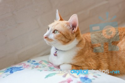 Portrait Of Cute Tabby Cat Fluffy Pet Looks Curious Stock Photo