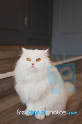 Portrait Of Cute Tabby Cat Fluffy Pet Looks Curious Stock Photo