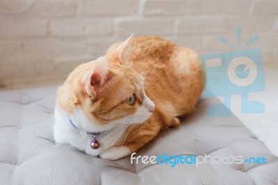 Portrait Of Cute Tabby Cat Fluffy Pet Looks Curious Stock Photo