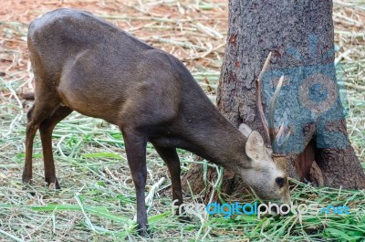 Portrait Of Deer Stock Photo