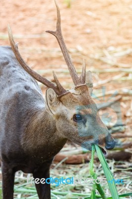 Portrait Of Deer Stock Photo