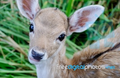 Portrait Of Deer Stock Photo