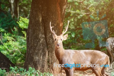 Portrait Of Deer Stock Photo