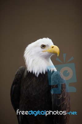 Portrait Of Eagle Stock Photo