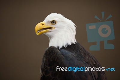 Portrait Of Eagle Stock Photo