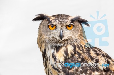 Portrait Of Eagle Owl Stock Photo