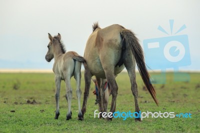 Portrait Of Freedom Horse Pony In Natural Wide Meadow Stock Photo