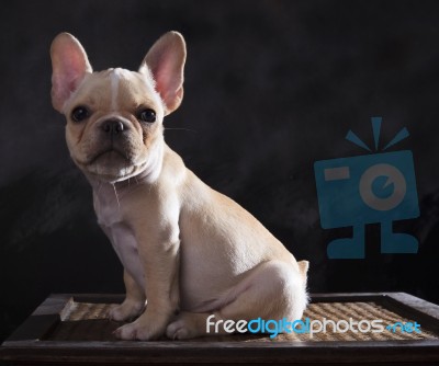 Portrait Of French Bulldogs Puppy Sitting  With Studio Light Stock Photo