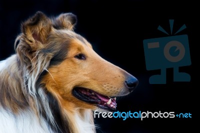 Portrait Of Golden Collie Dog On Black Background Stock Photo