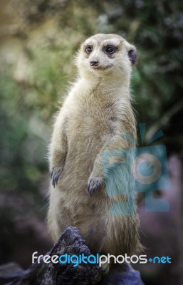 Portrait Of Meerkat Stock Photo