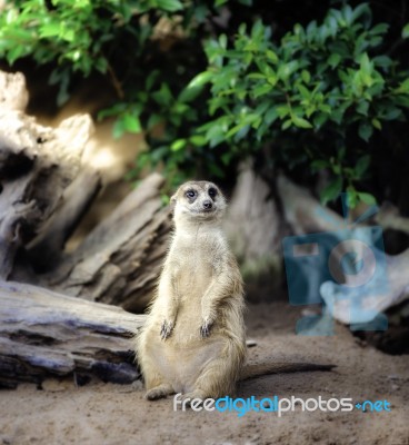 Portrait Of Meerkat Stock Photo