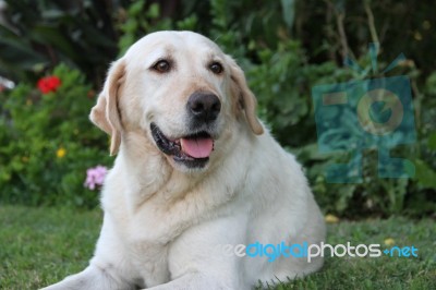 Portrait Of White Labrador Dog In The Garden Stock Photo