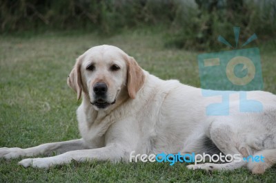 Portrait Of White Labrador Dog In The Garden Stock Photo