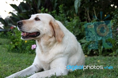 Portrait Of White Labrador Dog In The Garden Stock Photo