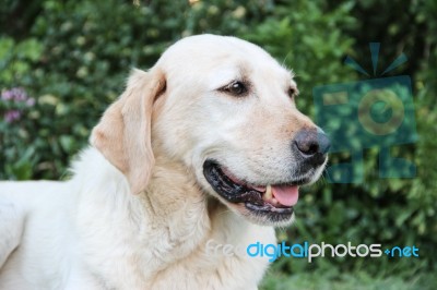 Portrait Of White Labrador Dog In The Garden Stock Photo