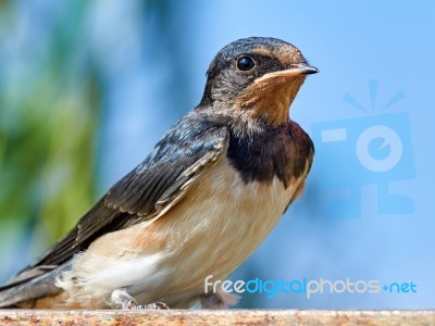 Portrait Sand Martin Stock Photo