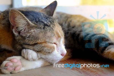 Portrait Sleeping Cat Stock Photo