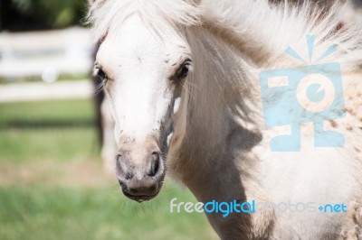 Portrait White   Horse In The Meadow Stock Photo