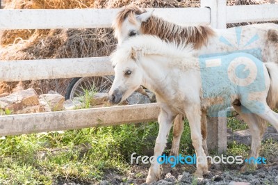 Portrait White   Horse In The Meadow Stock Photo