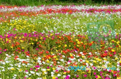 Portulaca Stock Photo