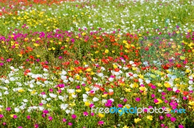 Portulaca Stock Photo