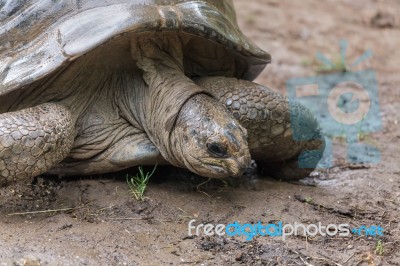 Possibly A Seychelles Giant Tortoise Stock Photo