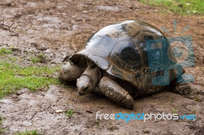 Possibly A Seychelles Giant Tortoise (dipsochelys Hololissa) Ext… Stock Photo