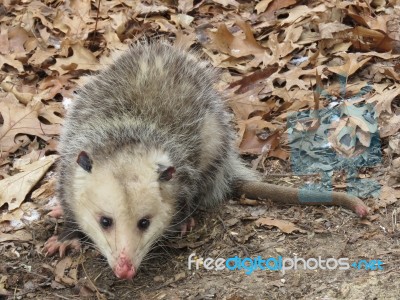 Possum Stock Photo