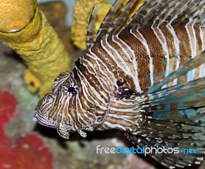 Postcard With A Beautiful Deadly Fish Swimming Stock Photo