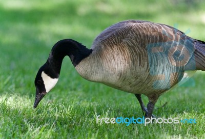 Postcard With A Canada Goose Eating Grass Stock Photo