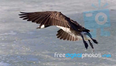 Postcard With A Canada Goose Landing On Ice Stock Photo