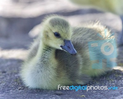 Postcard With A Chick Of Canada Geese On A Trail Stock Photo