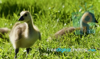 Postcard With A Couple Of Chicks Of Canada Geese Stock Photo