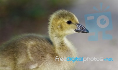 Postcard With A Cute Chick Of Canada Geese Stock Photo