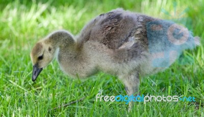 Postcard With A Cute Chick Of Canada Geese Stock Photo