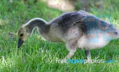 Postcard With A Cute Chick Of Canada Geese Stock Photo