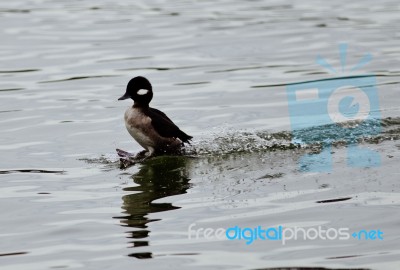 Postcard With A Cute Duck Landing On A Lake Stock Photo