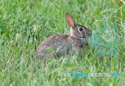 Postcard With A Cute Rabbit Sitting In The Grass Stock Photo