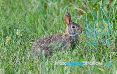 Postcard With A Cute Rabbit Sitting In The Grass Stock Photo