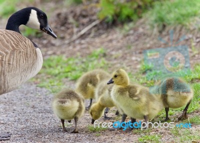 Postcard With A Family Of Canada Geese Staying Stock Photo