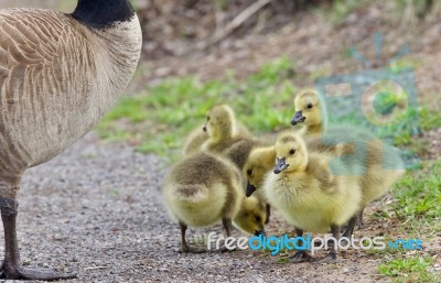 Postcard With A Family Of Canada Geese Staying Stock Photo