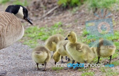 Postcard With A Family Of Canada Geese Staying Stock Photo