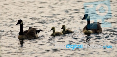 Postcard With A Family Of Canada Geese Swimming Stock Photo