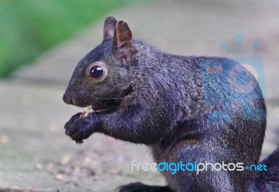 Postcard With A Funny Black Squirrel Eating Nuts Stock Photo