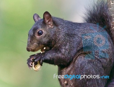 Postcard With A Funny Black Squirrel Eating Nuts Stock Photo