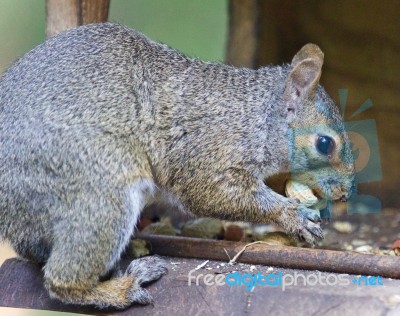 Postcard With A Funny Squirrel Eating Nuts Stock Photo