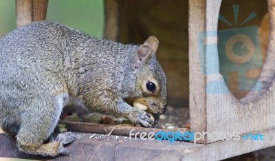 Postcard With A Funny Squirrel Eating Nuts Stock Photo