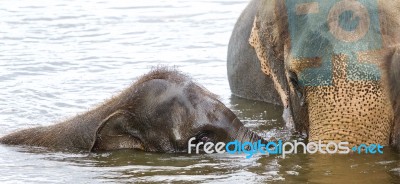 Postcard With A Funny Young Elephant Swimming Stock Photo